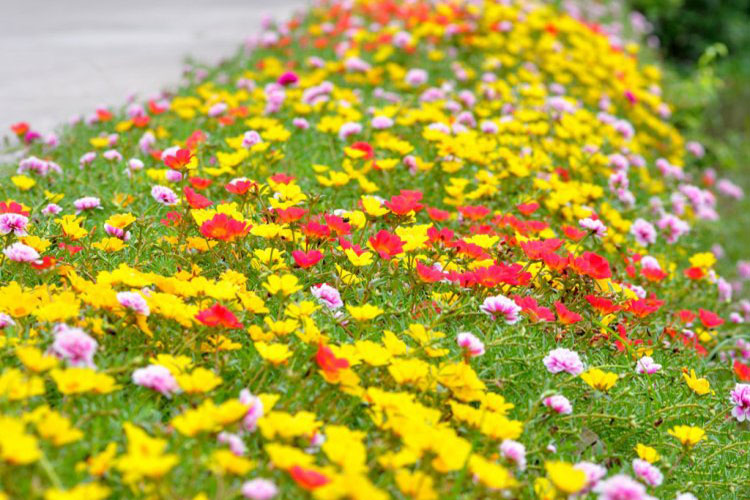 Tổng hợp bài tản mạn