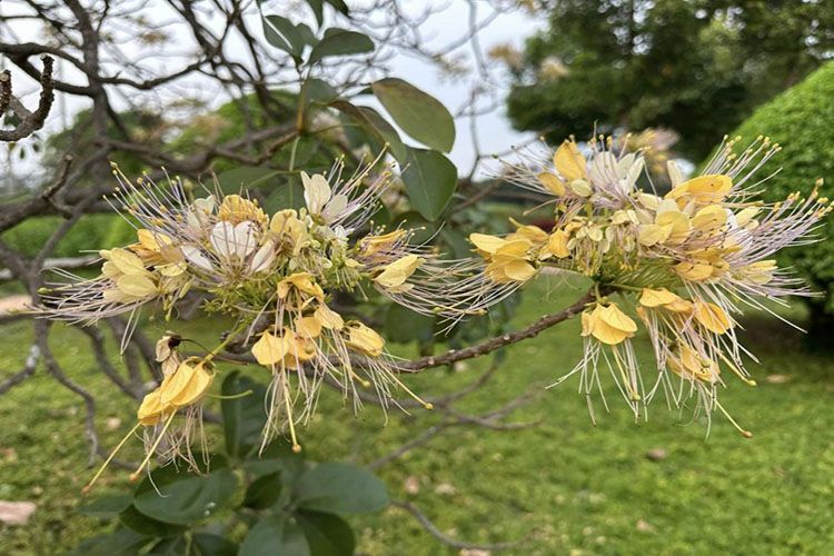 Lý Tứ Hỏi Đáp