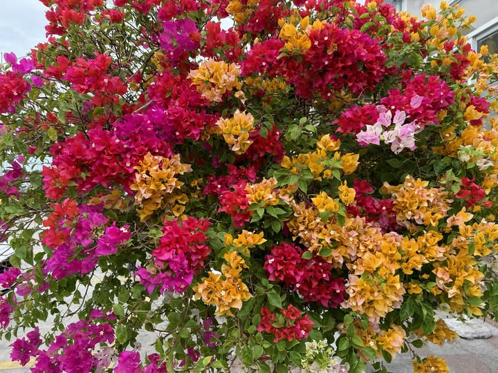 VĂN HOÁ VÔ LẬU TRONG TRIẾT LÍ GIÁO DỤC CỦA LÝ GIA !!!