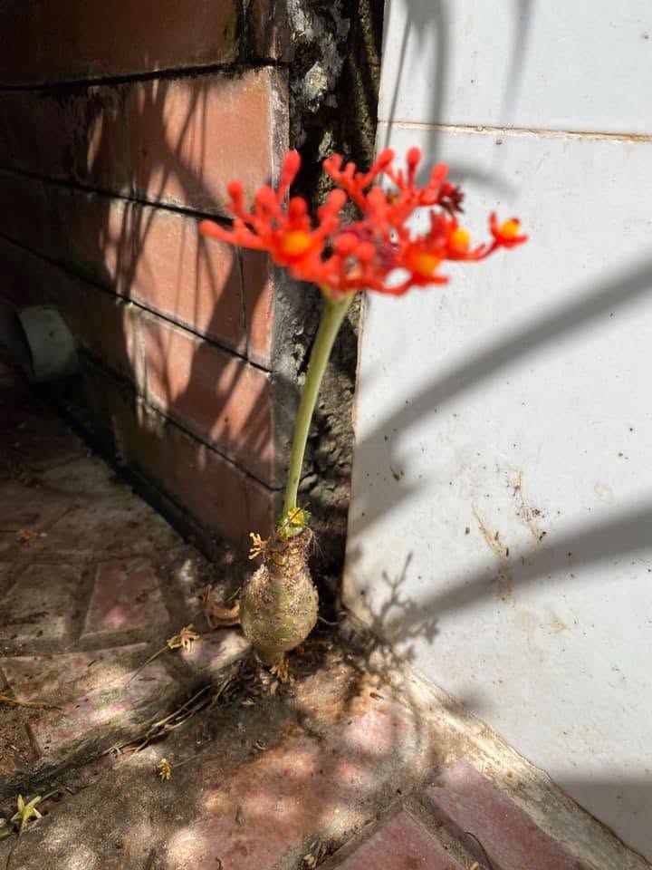 (20) SaN CHoI TRuC TUYeN Ly GIA  CHu de: daNG SAU NHuNG daO QUa Vo LaU La Gi ???