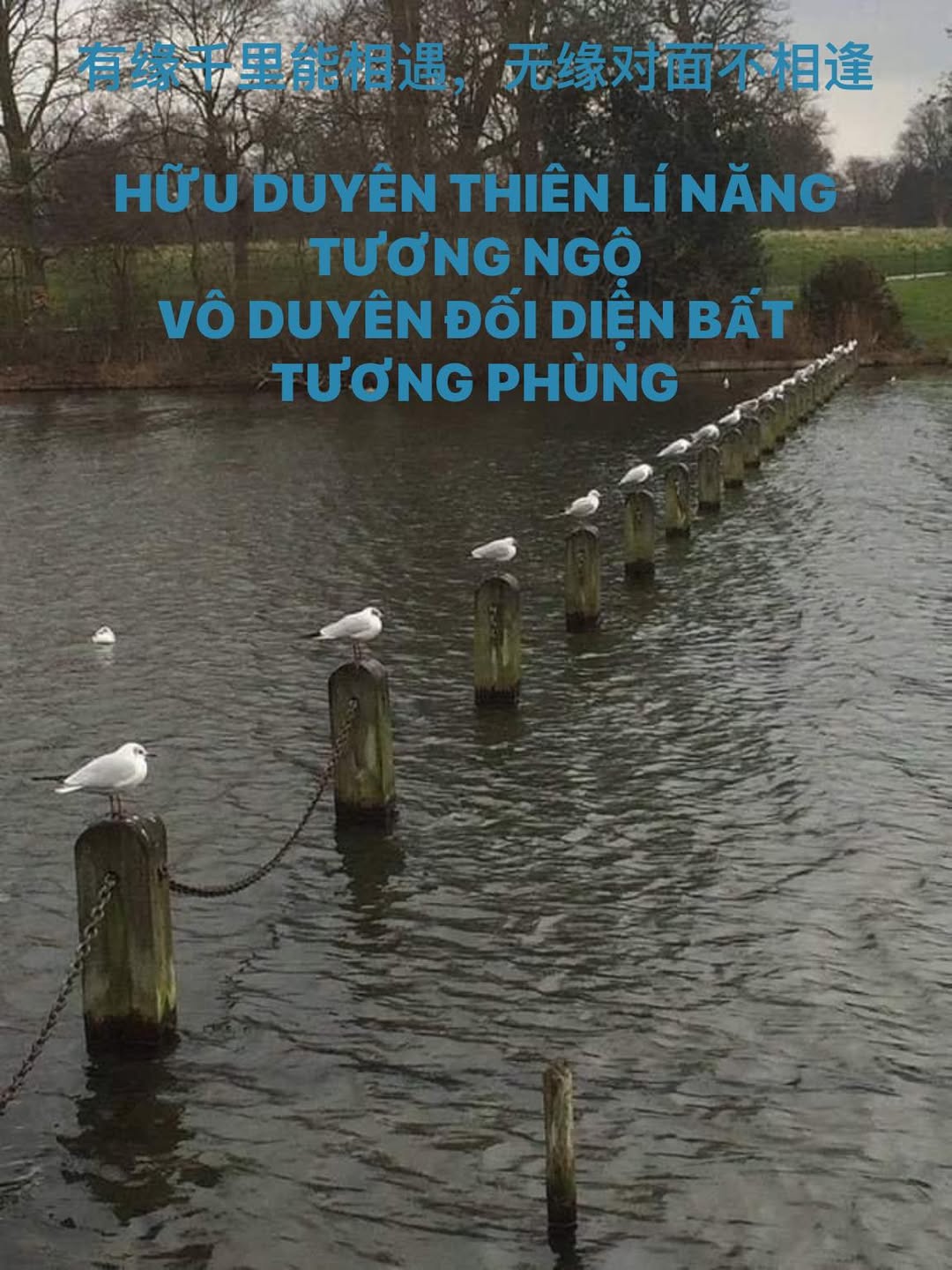 (15) TÂM SỰ CỦA HĐ LÝ GIA CHỦ ĐỀ: HỮU DUYÊN THIÊN LÍ NĂNG TƯƠNG NGỘ