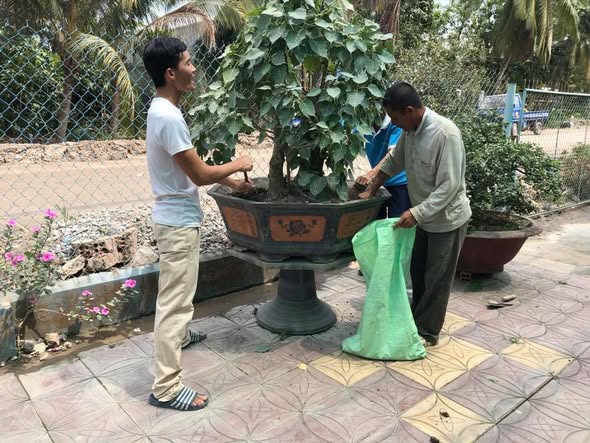 (57) CHUYỆN BÊN LỀ  CÂY BỒ ĐỀ CỦA LÝ GIA