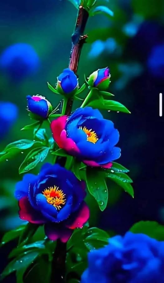 Chuyên mục Bạn đọc hỏi - Lý Tứ trả lời Số 14.2026 với chủ đề: Thư Tri Ân !!!