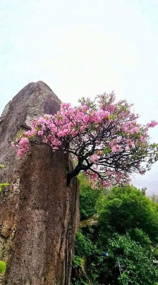 BĐH-LTTL số 34/2026